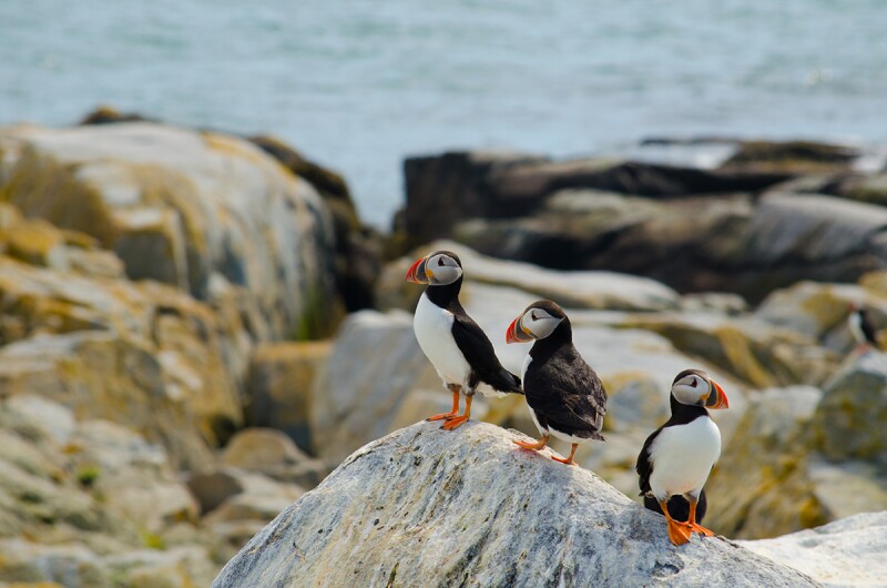 The island of Grand Manan is home to 240 different bird species, including puffins.