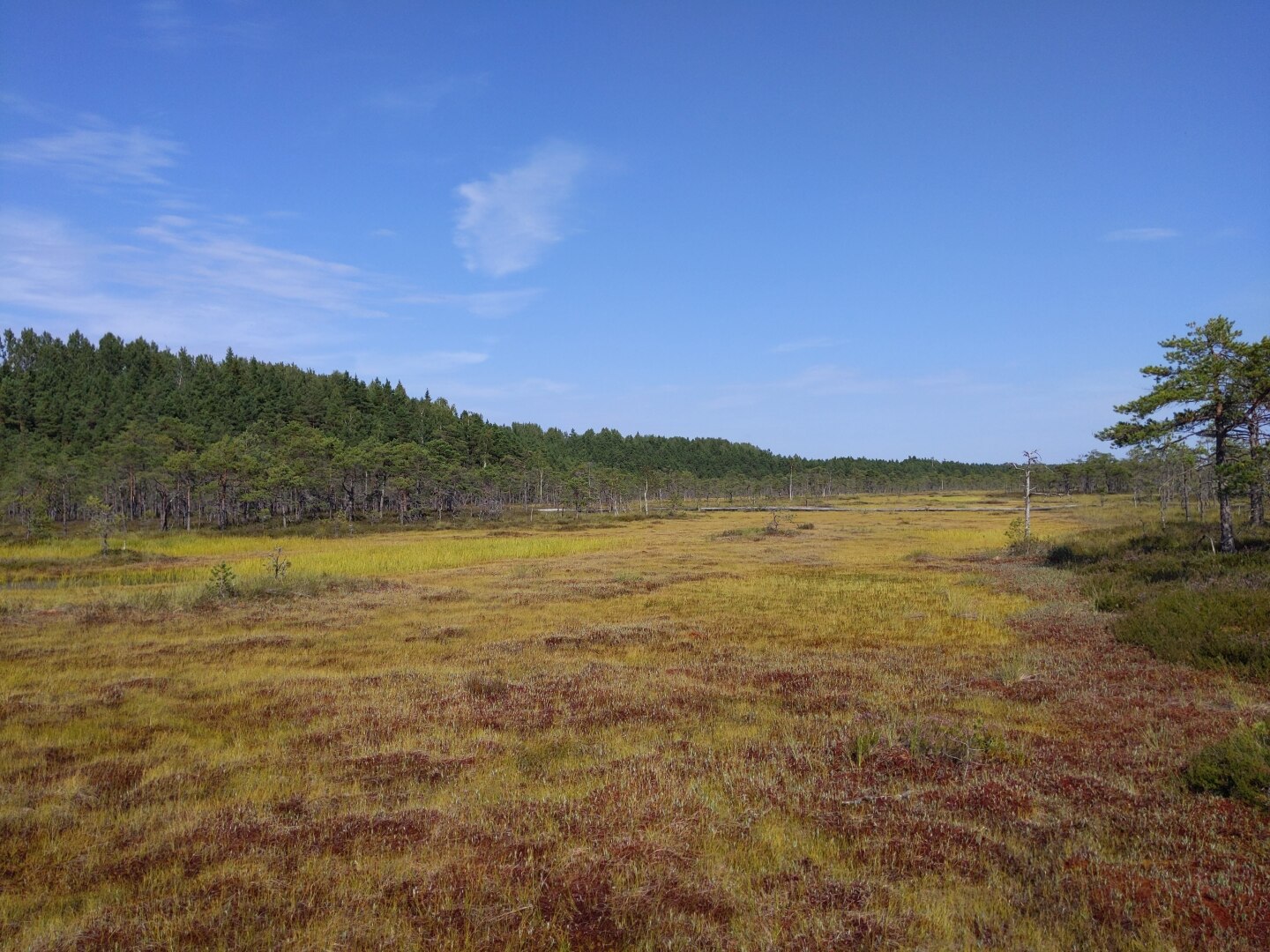 A field of yellow and brownish peat extending to the horizon in Soomaa National Park Estonia, with green trees at sides