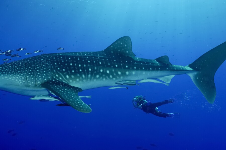 Where the Whale Sharks Are: 9 Places to Spot the Gentle Giants This Summer