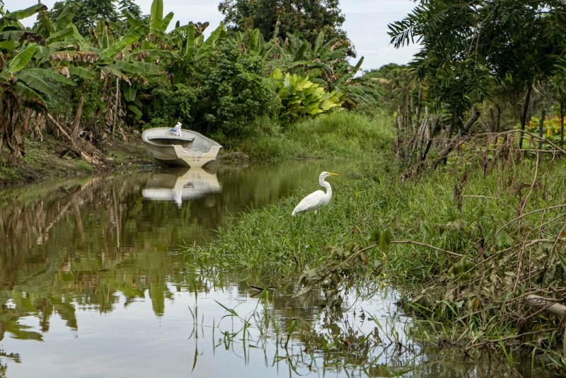 Cispatá’s mangrove forests help remove carbon from the atmosphere. Their existence is also being threatened by deforestation.
