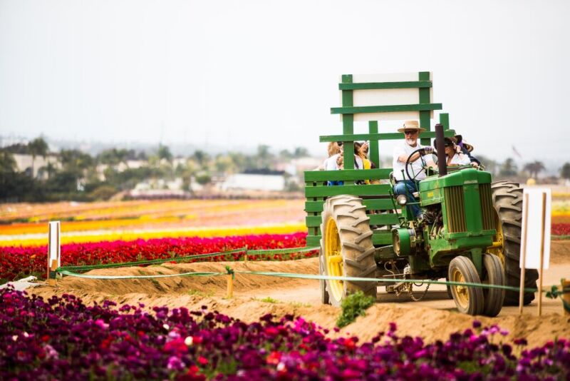 Take a tractor ride through the Flower Fields at Carlsbad Ranch during the spring.