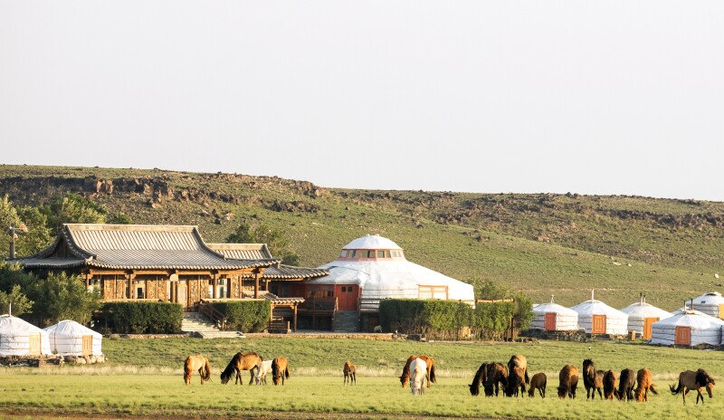 Grazing animals and white ger tents at Three Camel Lodge