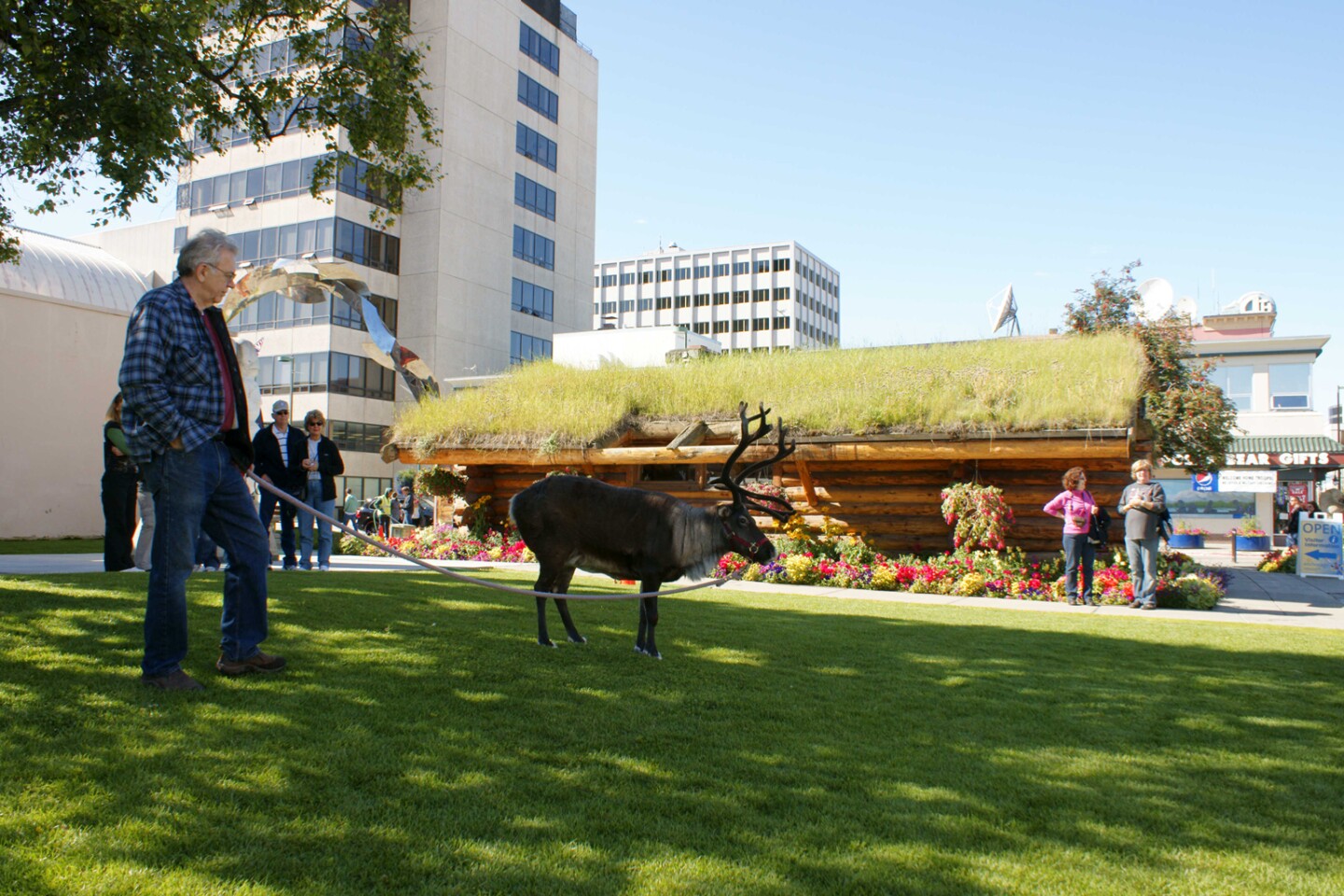 Star the Reindeer on green lawn with its owner on Fourth Avenue, with sod-roofed log cabin in background