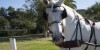 Boomer, drinking from a public horse trough (the last one in existence)