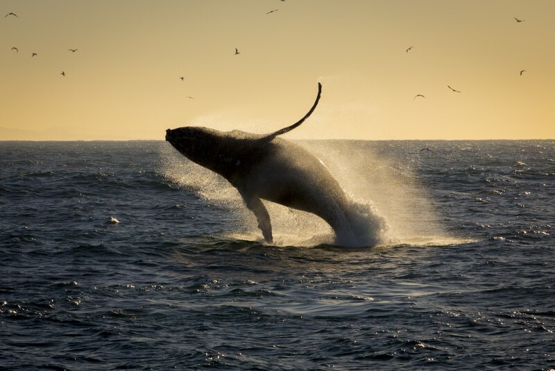 The best time for whale-watching in South Africa is from June to November along the Cape Peninsula.