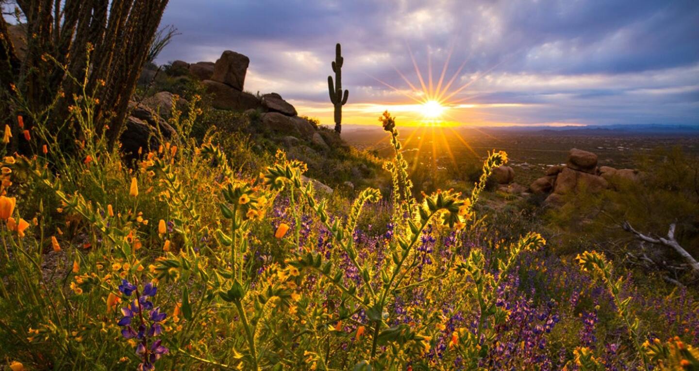 Bright wildflowers on a hill at sunset.