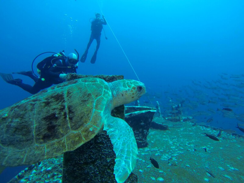 Diving in the Pensacola Bay Area