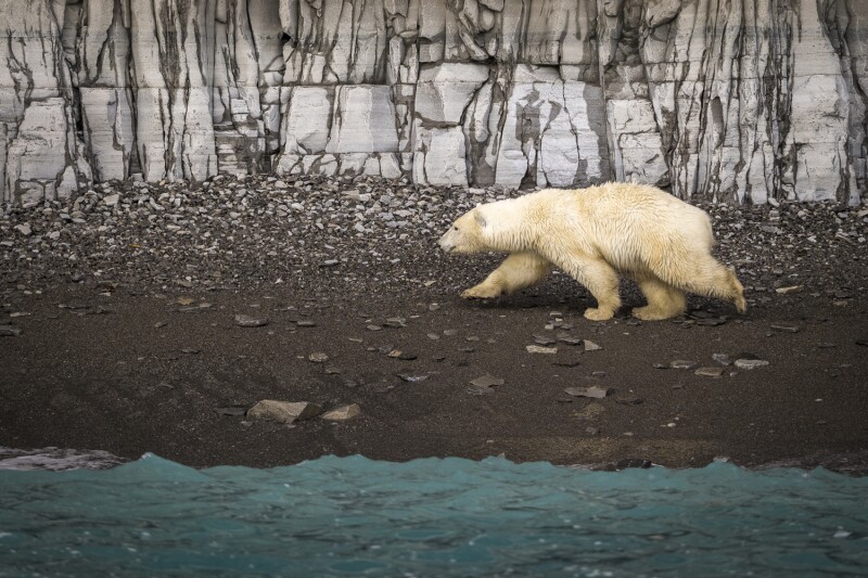 A Polar Bear on Prince Leopold Island, Canada