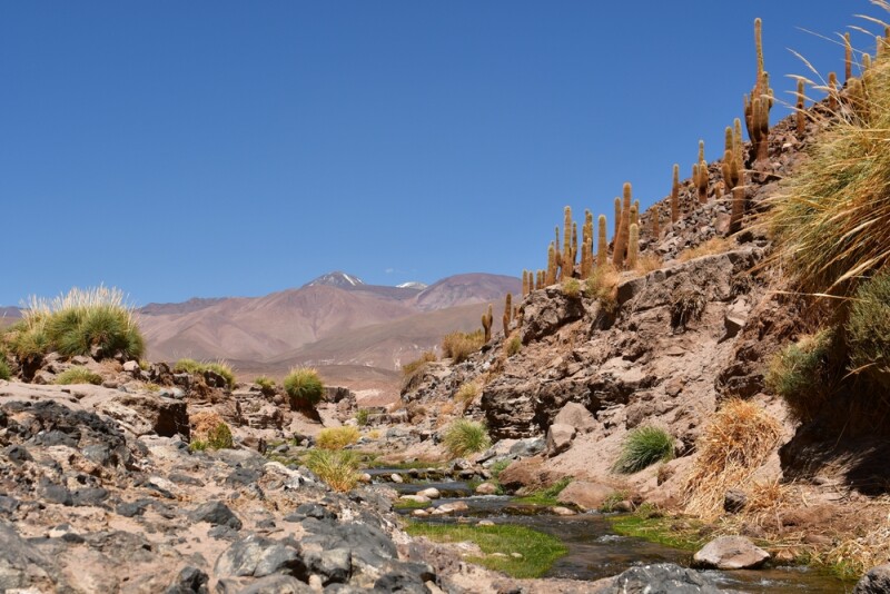 River cutting through rocky hill with cacti on it
