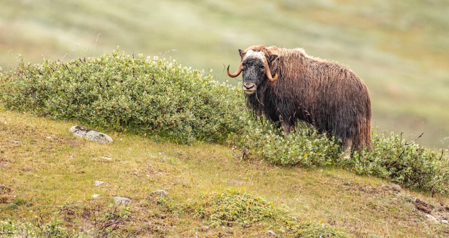 A musk ox in Ivittutt, Greenland