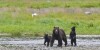 USA, Alaska, Admiralty Island National Monument, Kotznoowoo Wilderness, Tongass National Forest, Brown Bears at Pack Creek