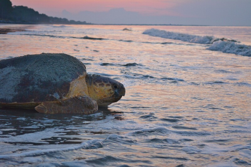 Adult Loggerhead turtle