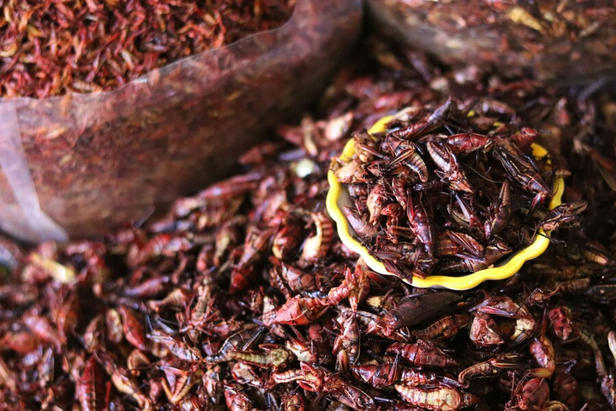 Chapulines - crickets in Mexico