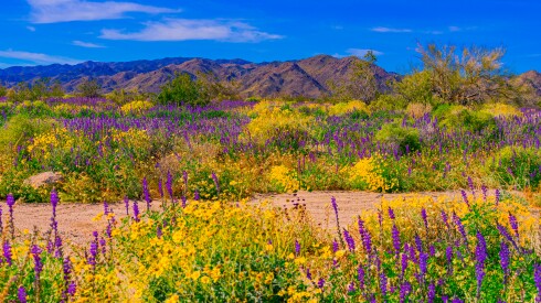 Yellow and purple wildflowers in a desert at Joshua Tree national park.