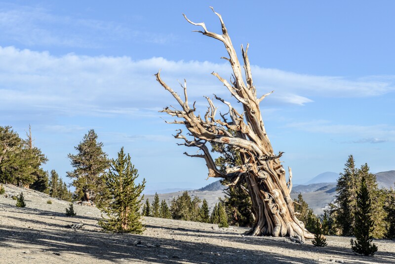 An ancient bristlecone pine stands among a few evergreens on slope