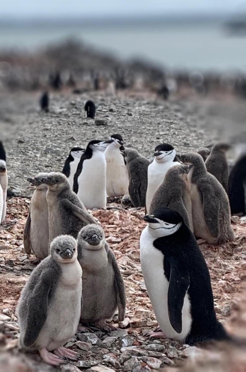 Up close and personal with Antarctica