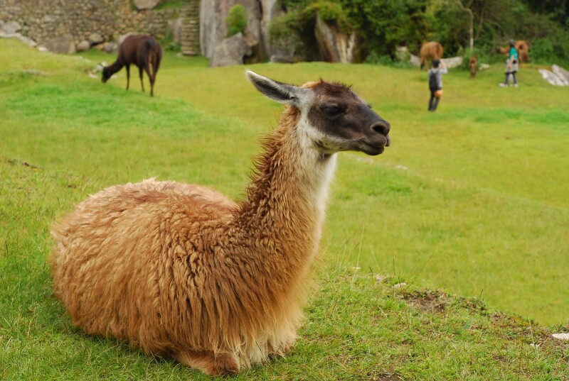Llama at Machu Picchu sitting on ground