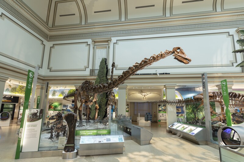 Large dinosaur skeleton in the fossil hall