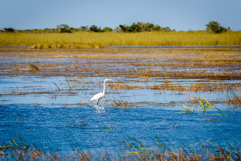 Head to Everglades National Park for bird- and gator-watching.