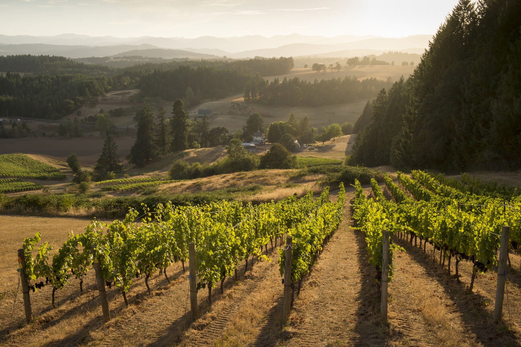 The Best Wineries in Oregon's Willamette Valley - AFAR