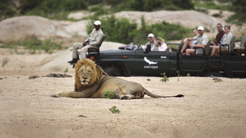 Guests of andBeyond in open Jeep view a lion resting on sand