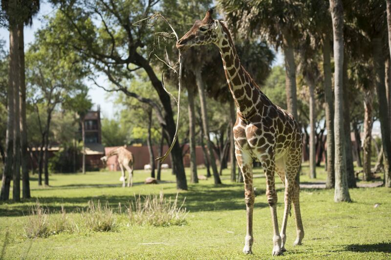Animal_Kingdom_Lodge_Savannah.jpg