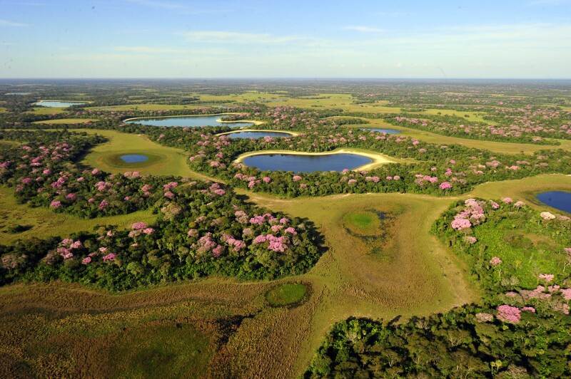 The Pantanal is home to 10 million caiman, 650 bird species, 400 kinds of fish, and more than 100 mammal species.