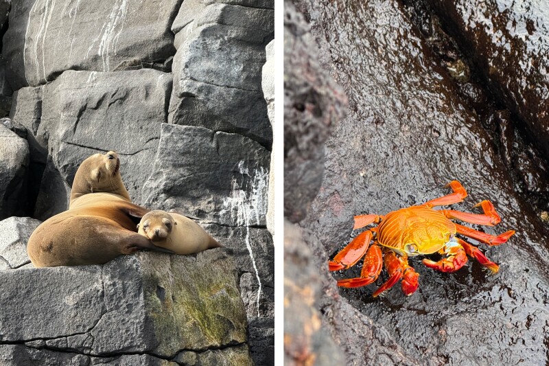 Galápagos sea lions and a red-orange Sally Lightfoot crab