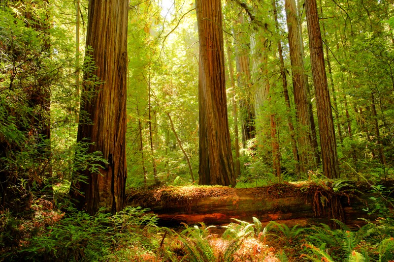 A few redwood trees in grove