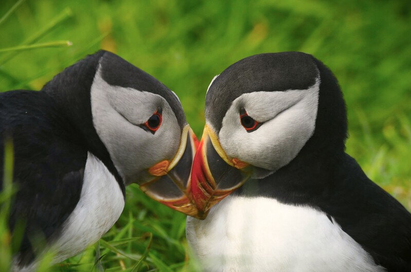 Two puffins nuzzling, with a green grass background
