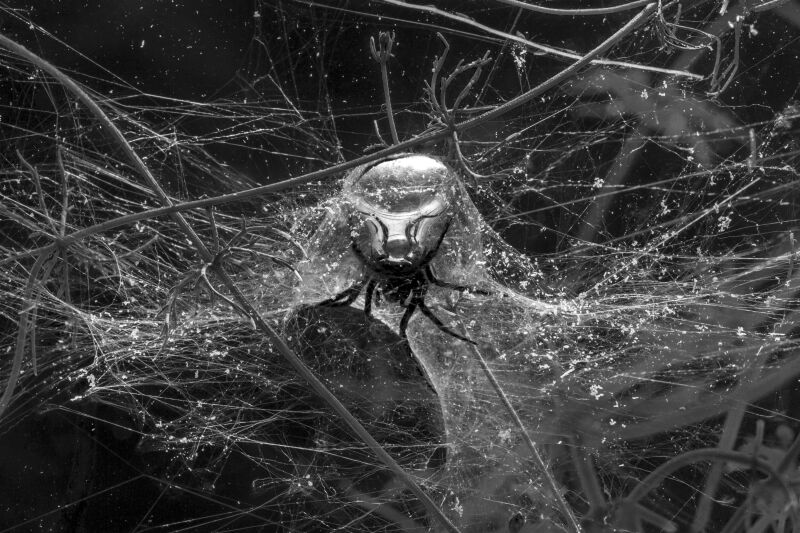Tomas Saraceno, “Spiders Underwater”