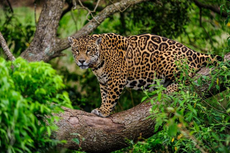 Tania, a jaguar in captivity, gave birth to the first two cubs born in Argentina’s Iberá Wetlands in 70 years.
