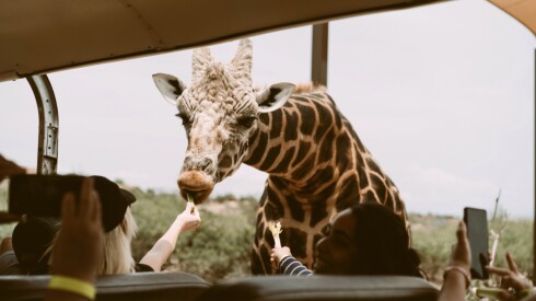 South Africa Giraffe Safari Feeding Roam by Tauck