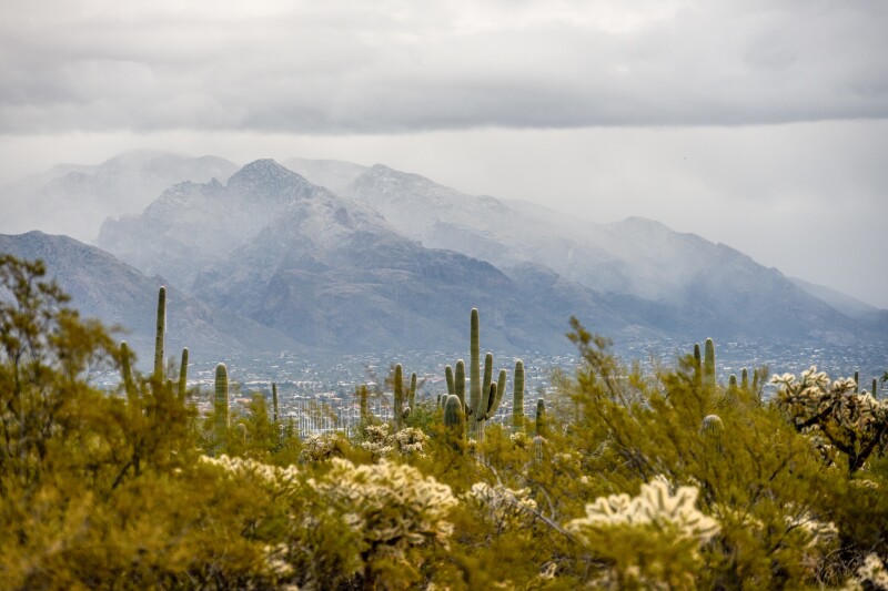 Morning mist hovers over the Rincon Mountains in Saguaro National Park
