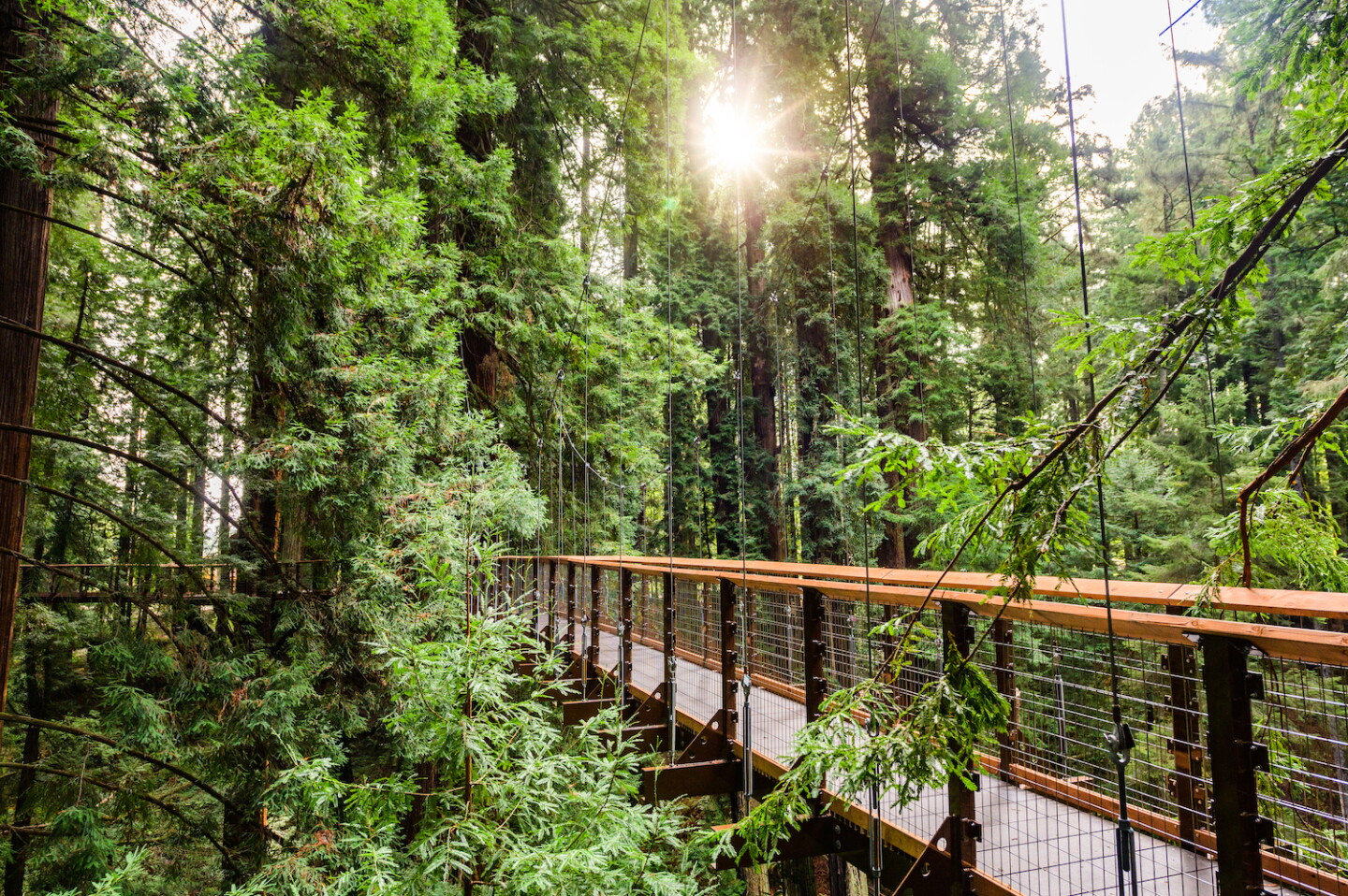 Tree Top Walk Raleigh Walk Among the Treetops on the New Redwood Sky Walk - AFAR
