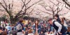 Japan_Sakura_Hanami.jpg