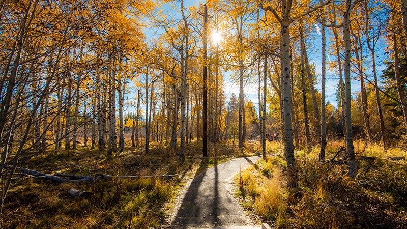 A walking path with yellow trees on either side near Lake Tahoe, California