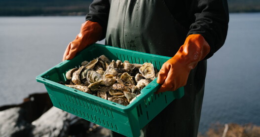 A person holding a tray of oysters with a body of water in the background