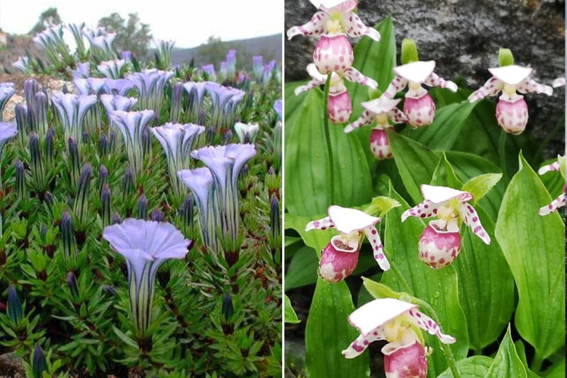 Trumpet-shaped violet flowers (L) and white and pink spotted orchids (R) at the Arctic-Alpine Botanical Garden