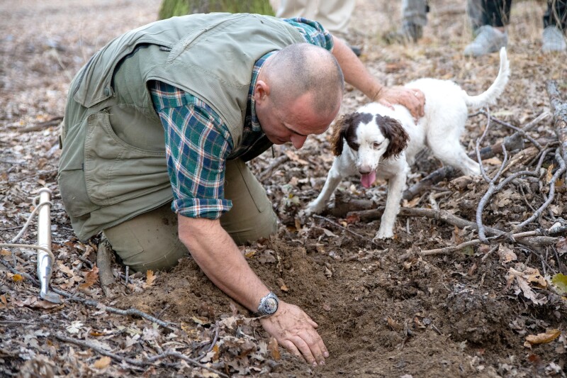 Man with dog hunting for truffles in the ground in Piedmont