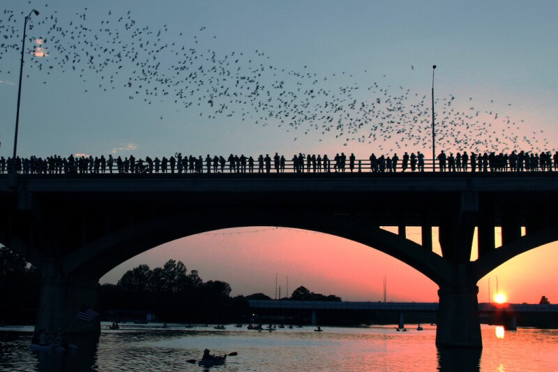 Austin is home to the largest urban bat colony in the world.