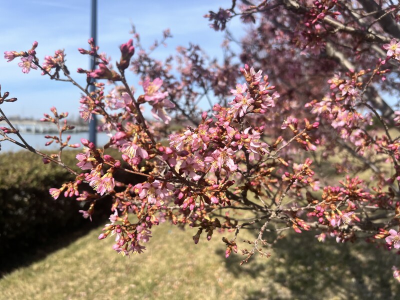 Closeup of branches with pink cherry blossoms at the National Harbor