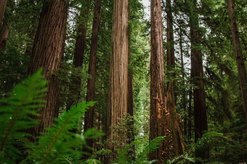 Jedediah Smith Redwoods State Park is home to the Grove of Titans, a sacred grouping of some of the world's largest known redwoods.