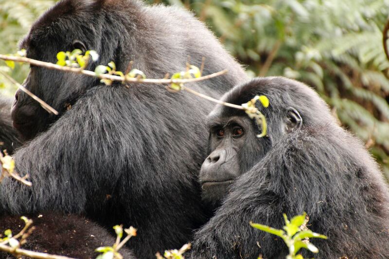 A young gorilla embraces their parent