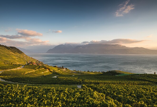 Lavaux