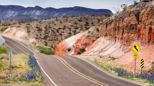 Highway 170 in West Texas flowering with blue bonnets.