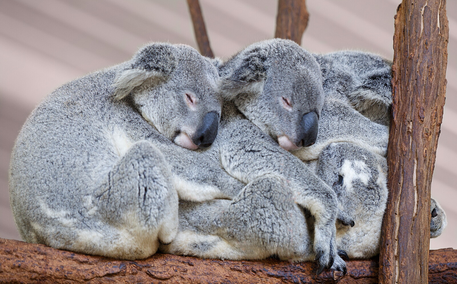 Koala And Rabbit Virtual Zoo, Aquarium, and Park Tours to Watch During Quarantine - AFAR