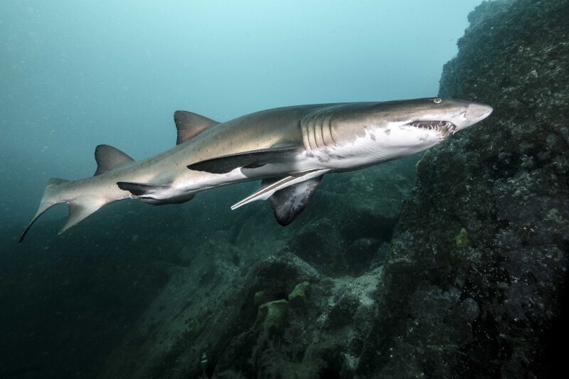 Grey nurse sharks look intimidating, but they’re actualy gentle.