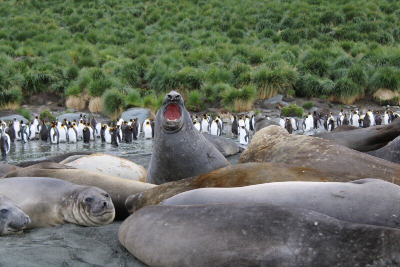 Antarctica isn’t all snow and ice all the time.