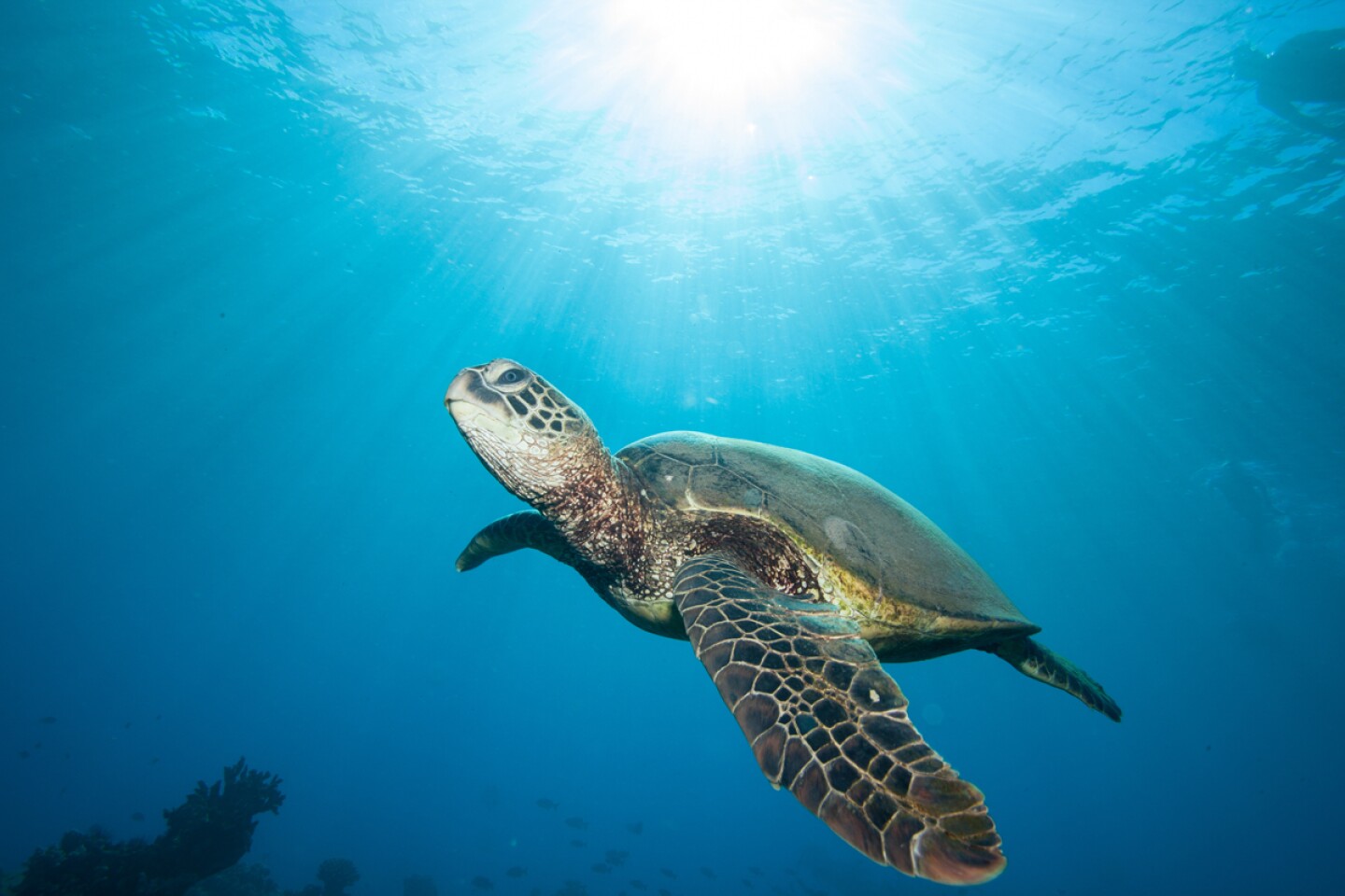 A sea turtle in Hawaii